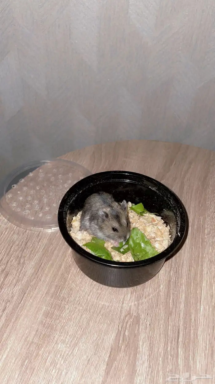 هامستر ونتر وايت 0