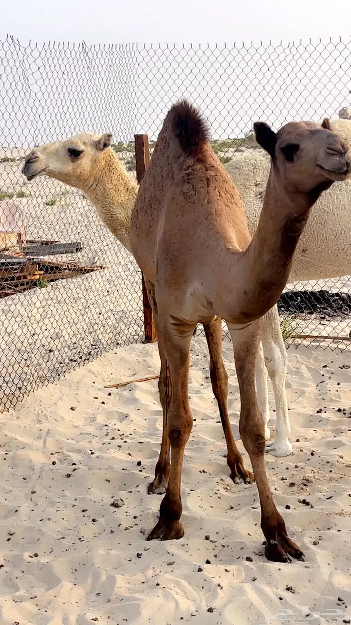 قعود حليب وبرسيم وشعير 3