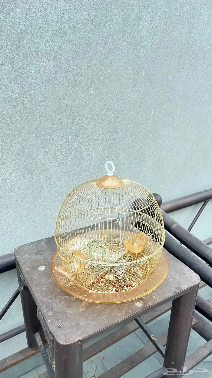 اشبوك طيور 0