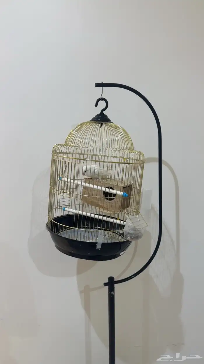 للبيع روز ذكر 1