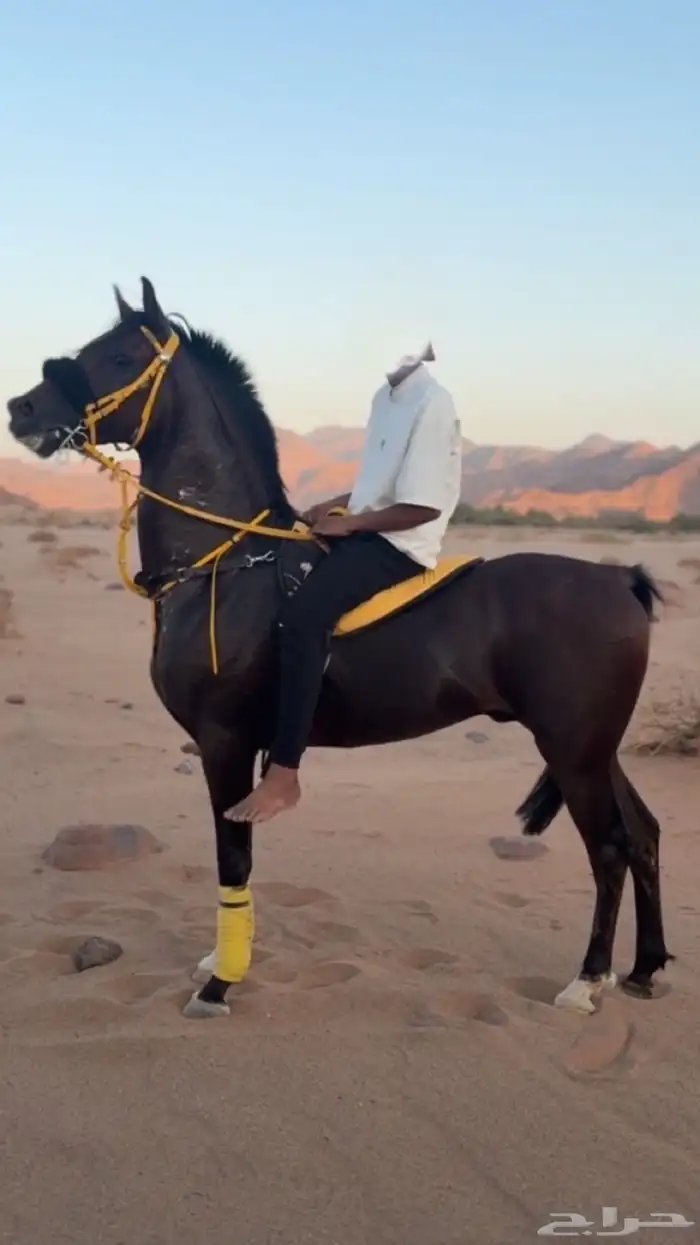 حصان شعبي شيخ 0