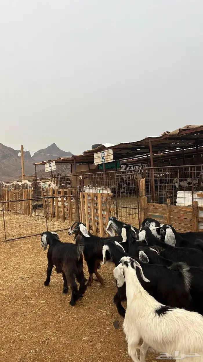 تيوس مخاصي جدعان نظاف شرط ذبائح 5