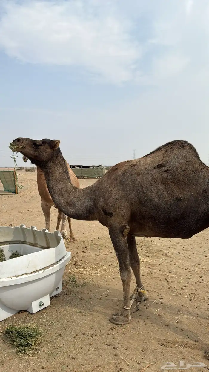 نياق سواحل لقح 3