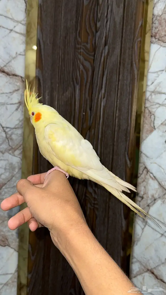 انثى كروان لاتينو عيون حمر اليفه 4