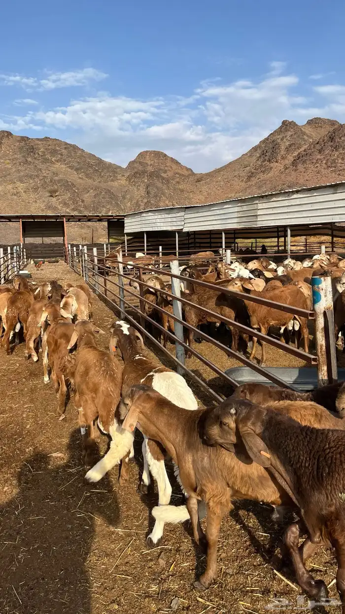 طليان سواكن جادعان حمري مرابى 20