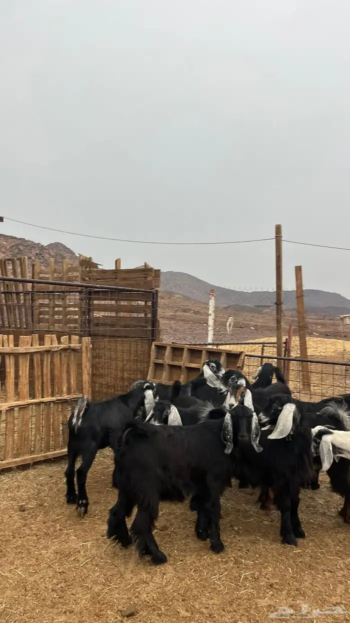 تيوس مخاصي جدعان نظاف شرط ذبائح 6