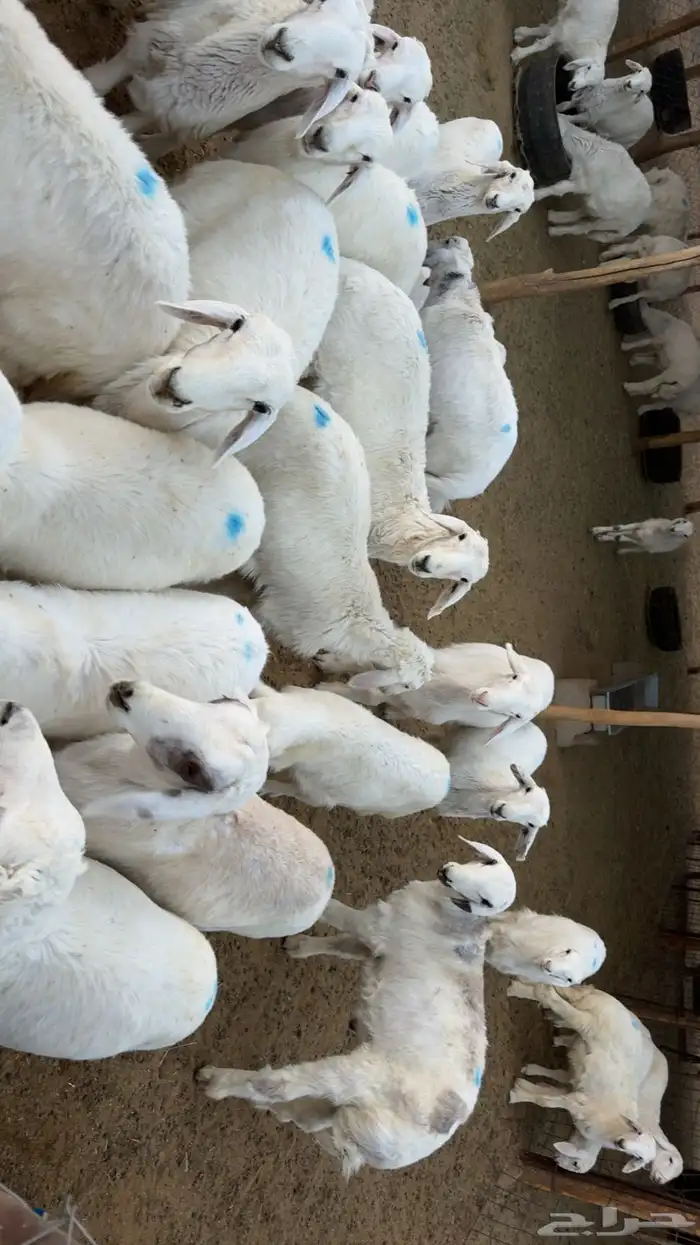 بهم تربيه نظيف 1