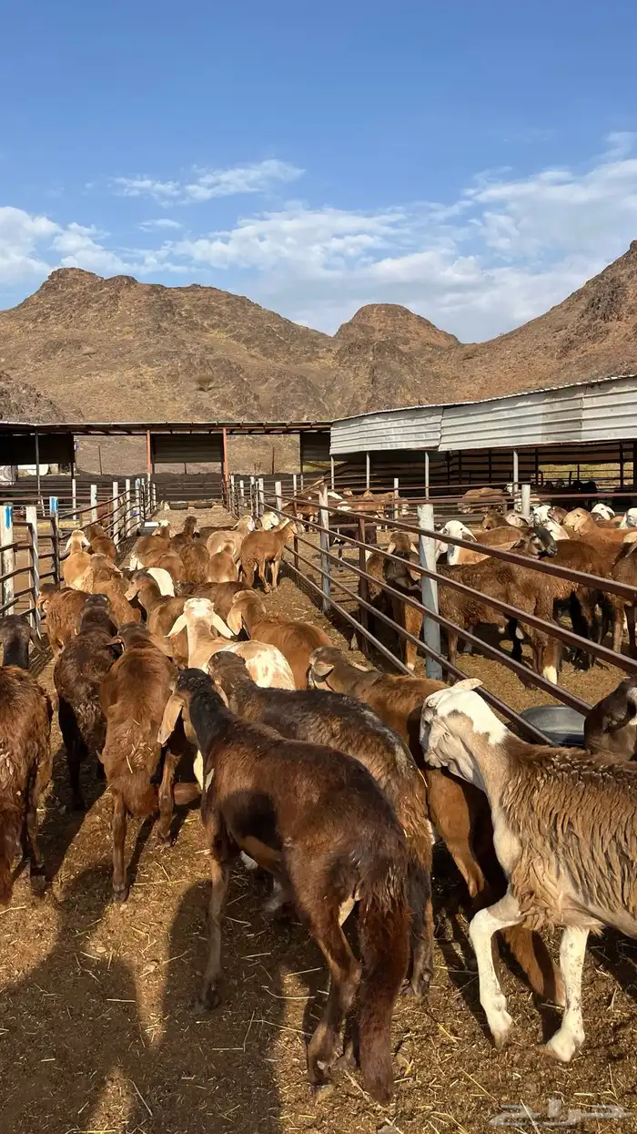 طليان سواكن جادعان حمري مرابى 15
