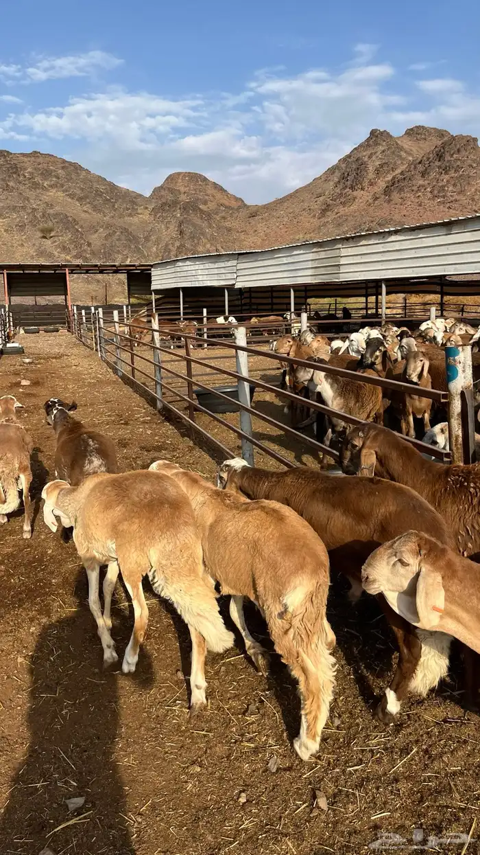 طليان سواكن جادعان حمري مرابى 28