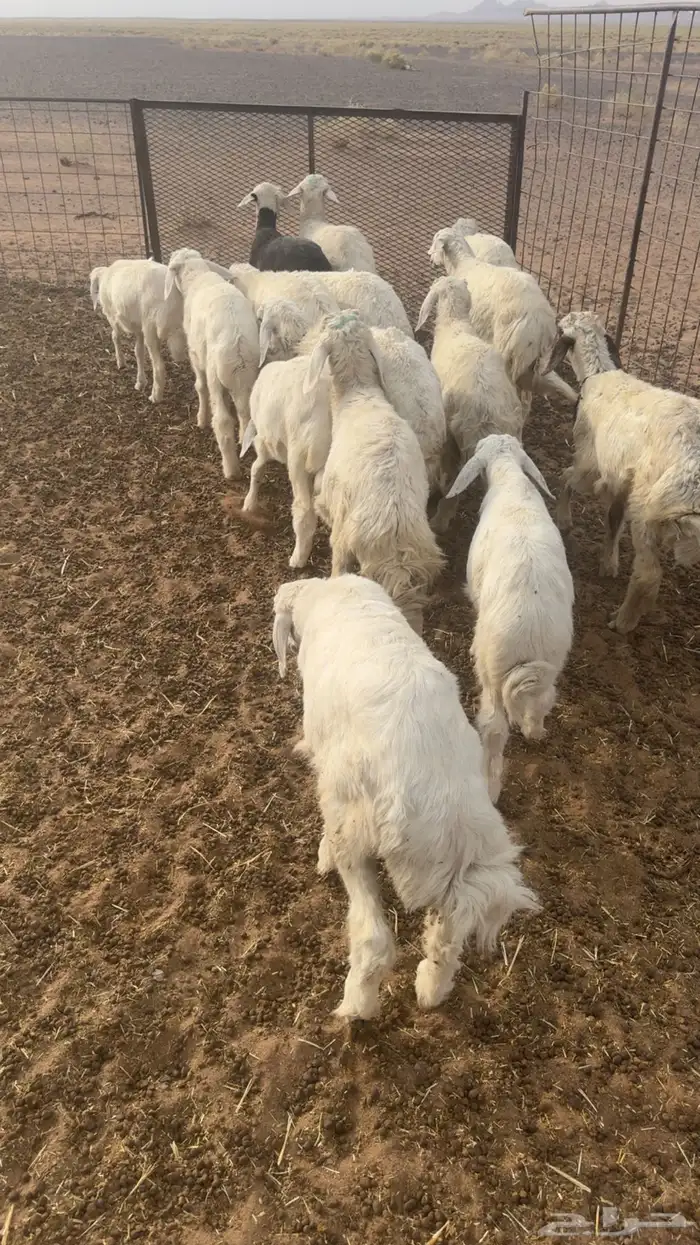 رخال حريات 2