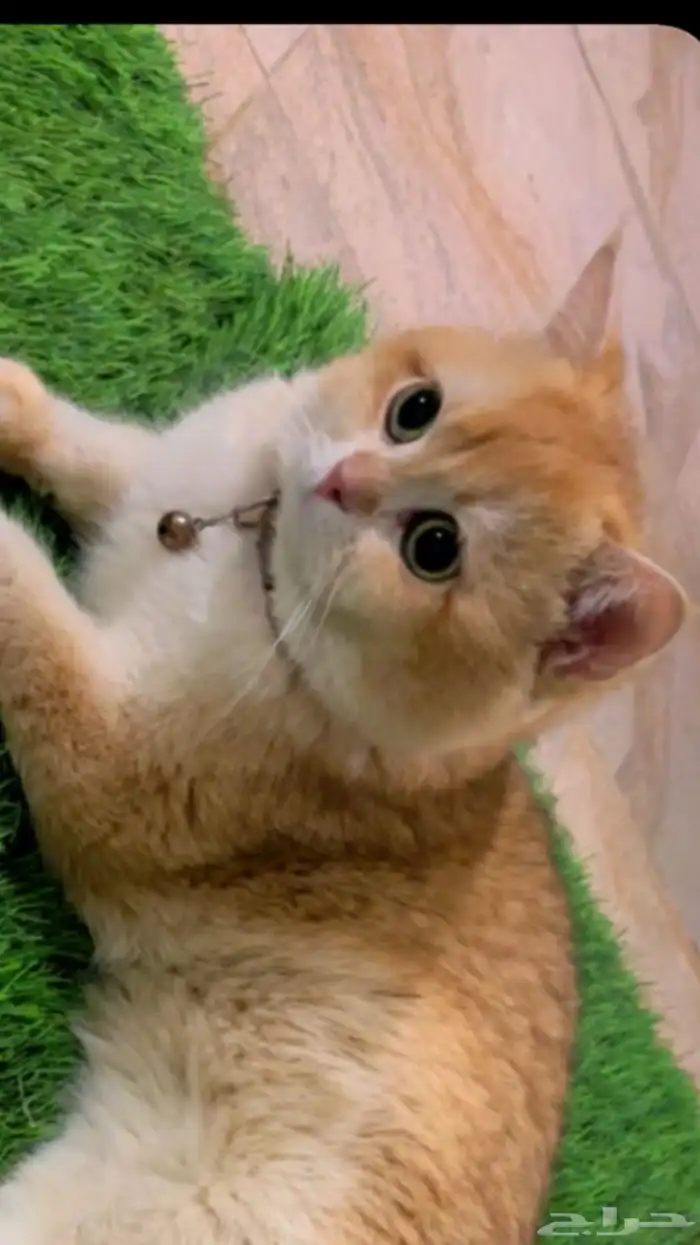 قط بريتيش بيور مسجل 0