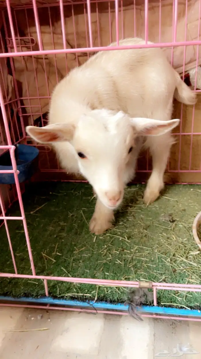 تيس قزمي بيور تشيكي 0