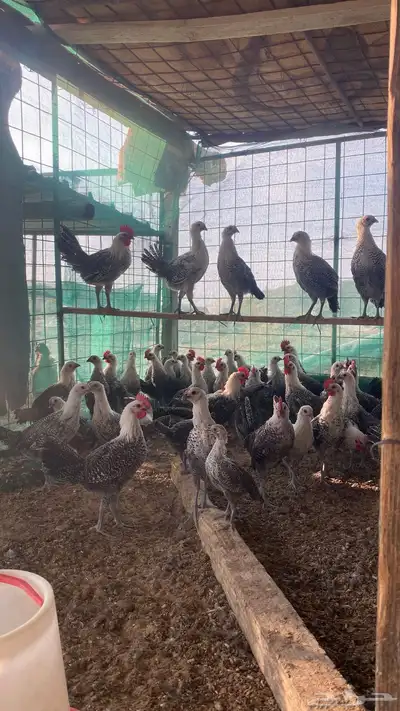 صيصان دجاج فيومي index