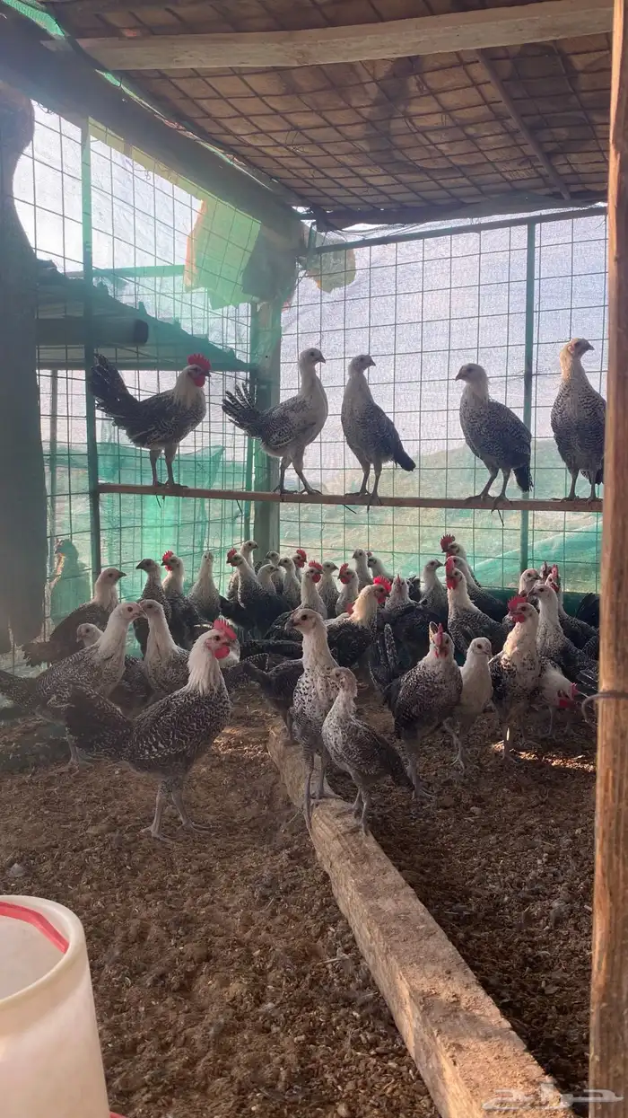 صيصان دجاج فيومي 4