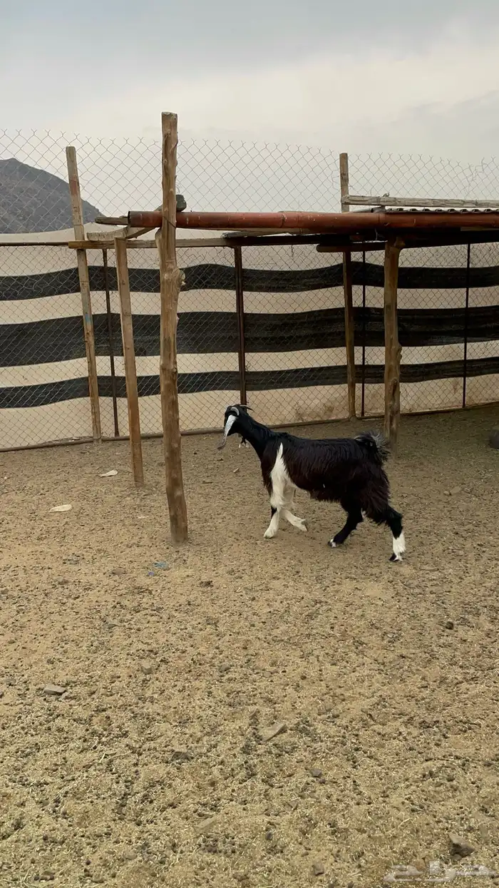 جفار ذبايح طيبه بالحيل(تم البيع) 6