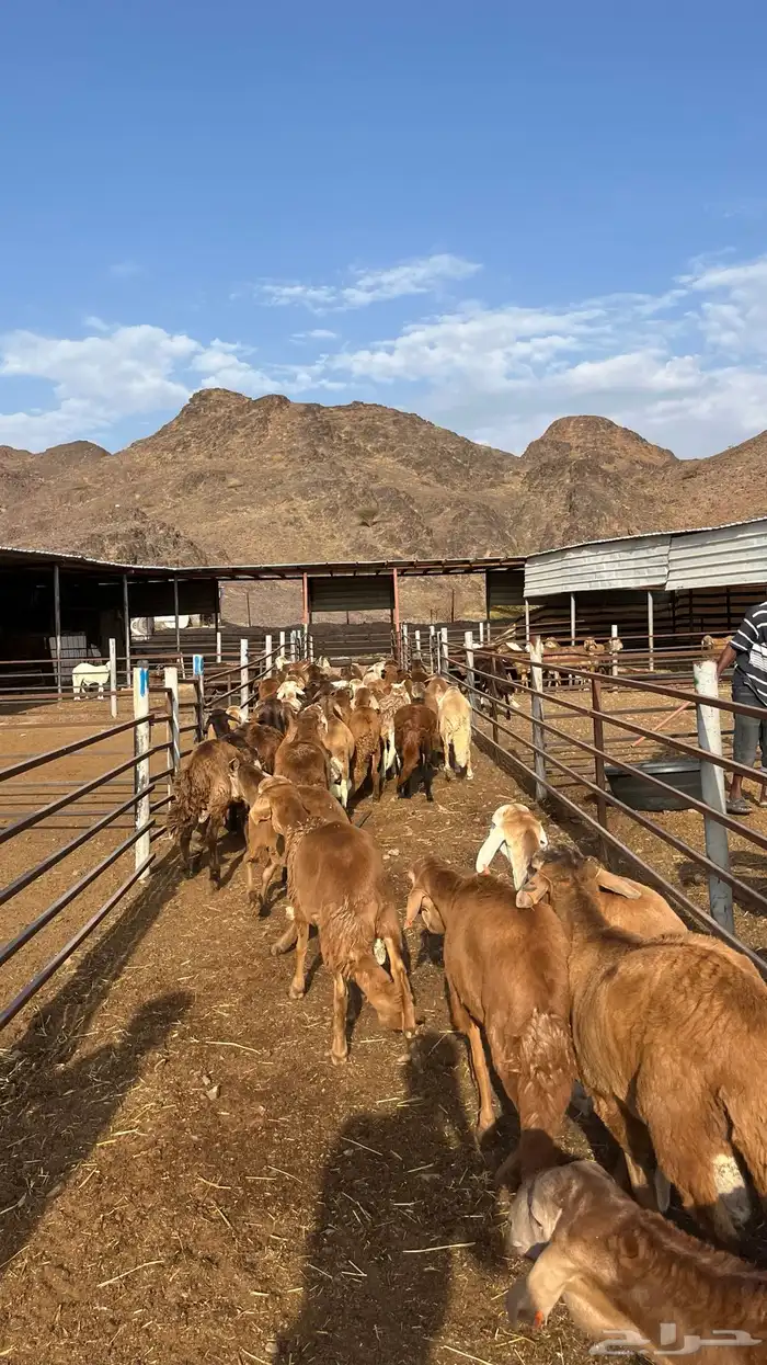 طليان سواكن جادعان حمري مرابى 11