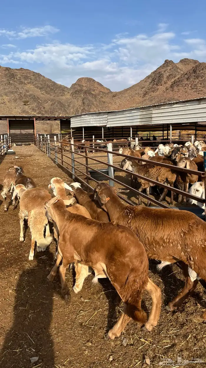 طليان سواكن جادعان حمري مرابى 27