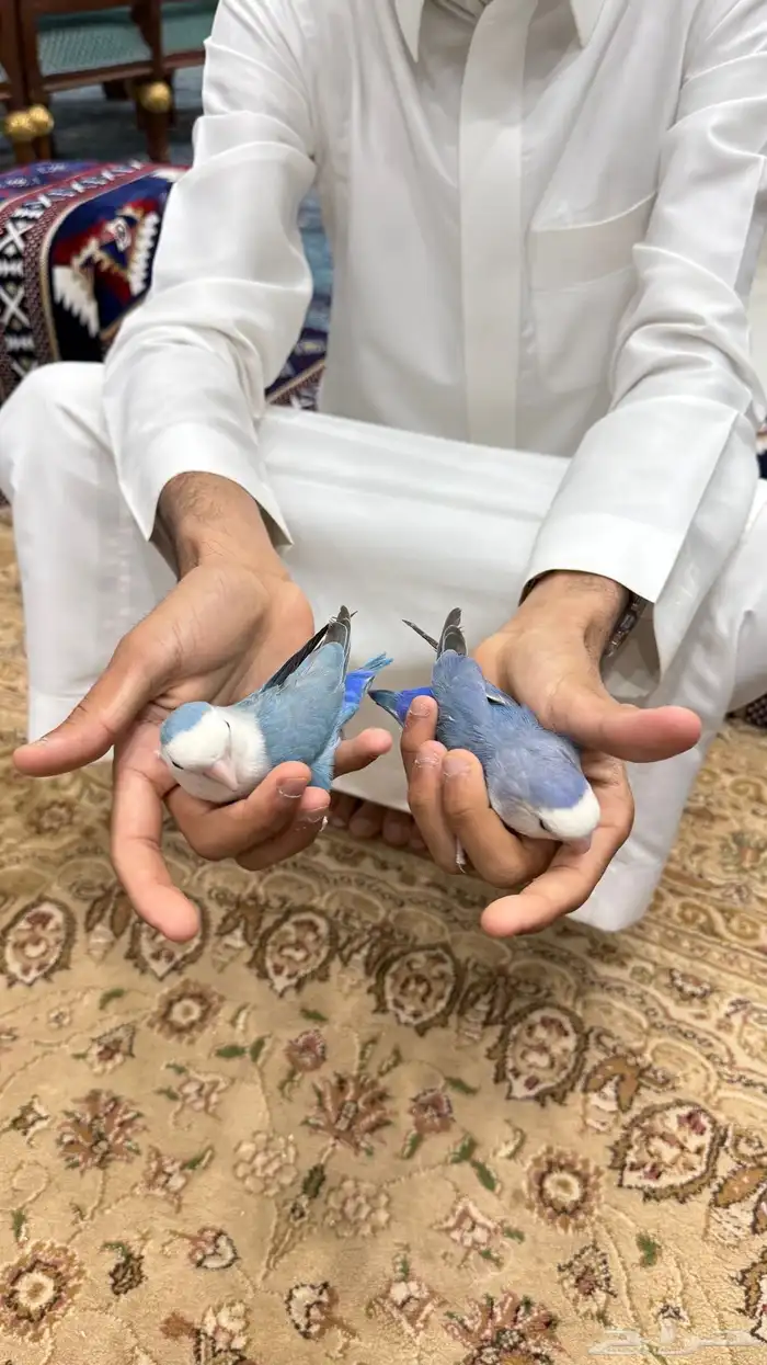 زوج روز منتج والليف 13