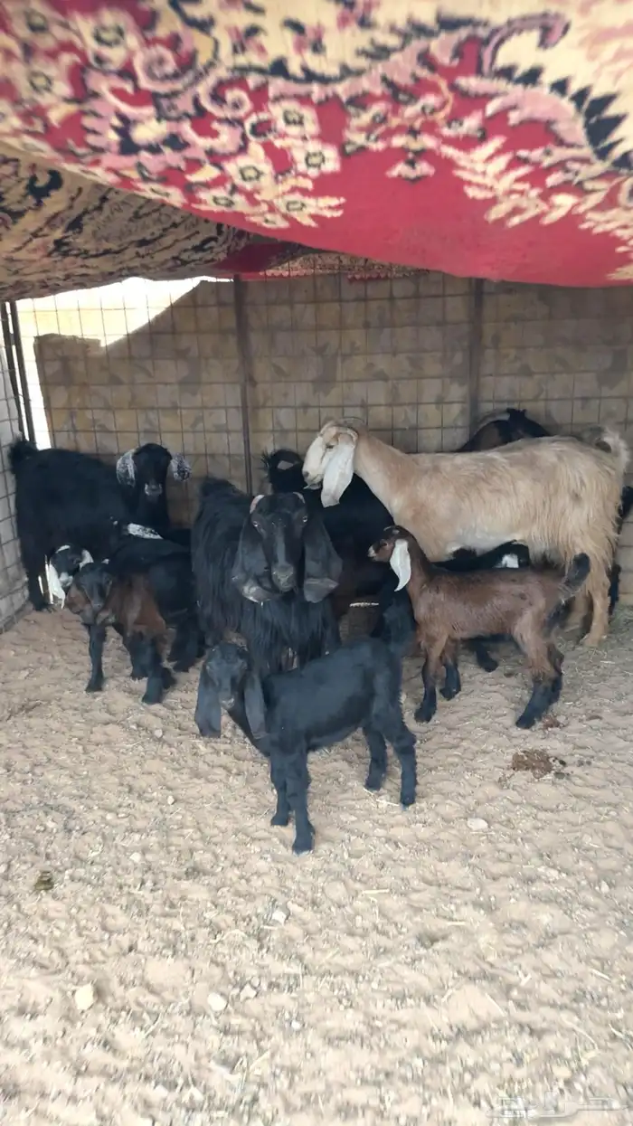 معزاء خلفات 0