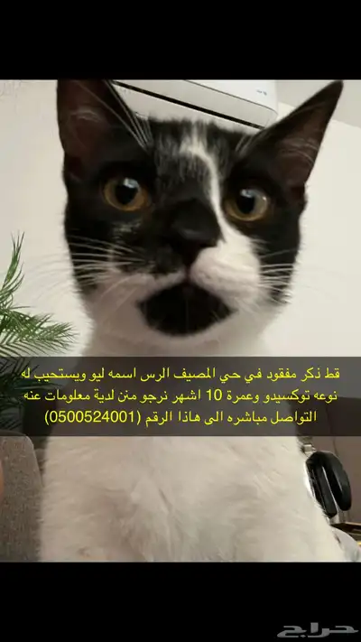 قطة مفقودة 0