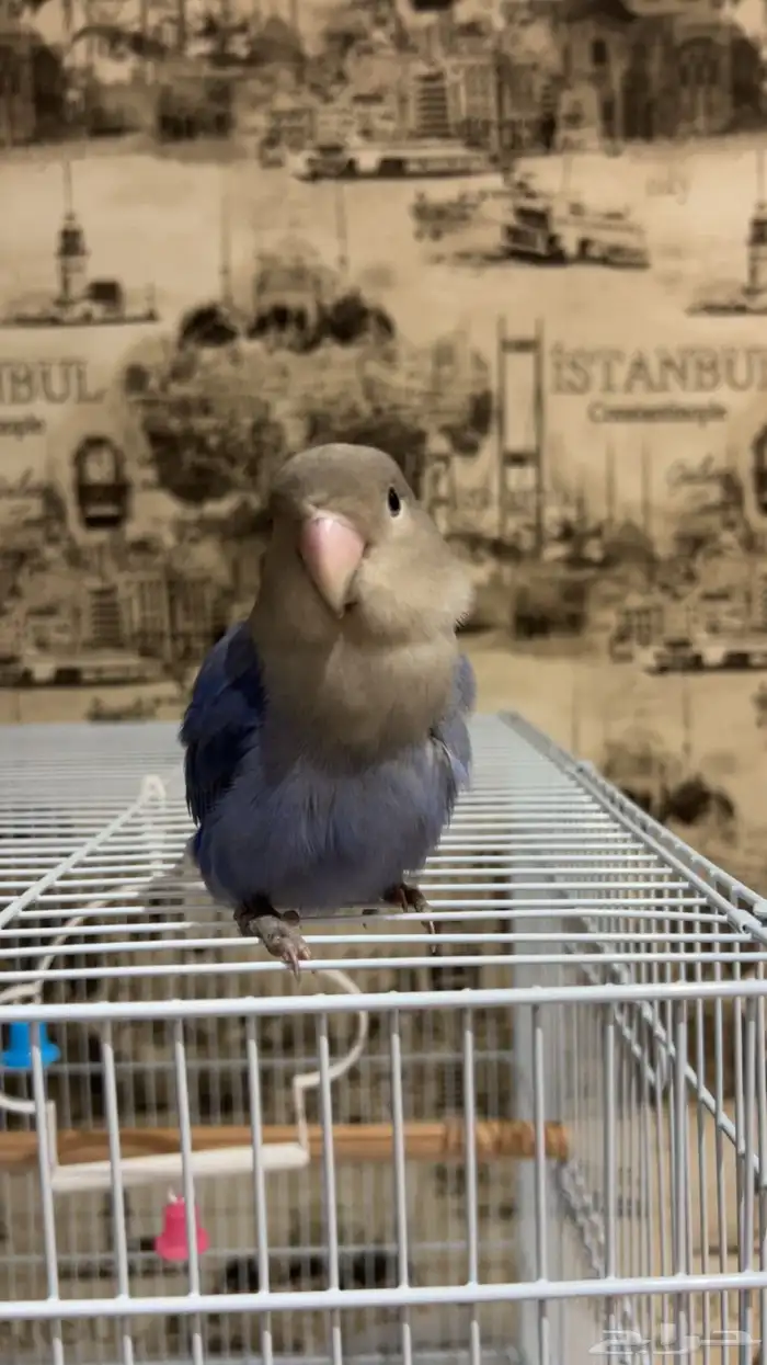 فرخ روز عمر 3 شهور 0