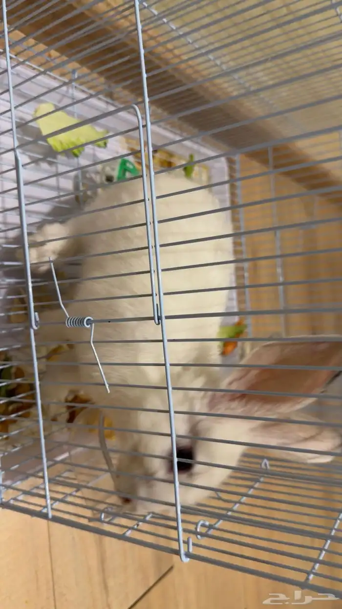 أرنب للبيع 2