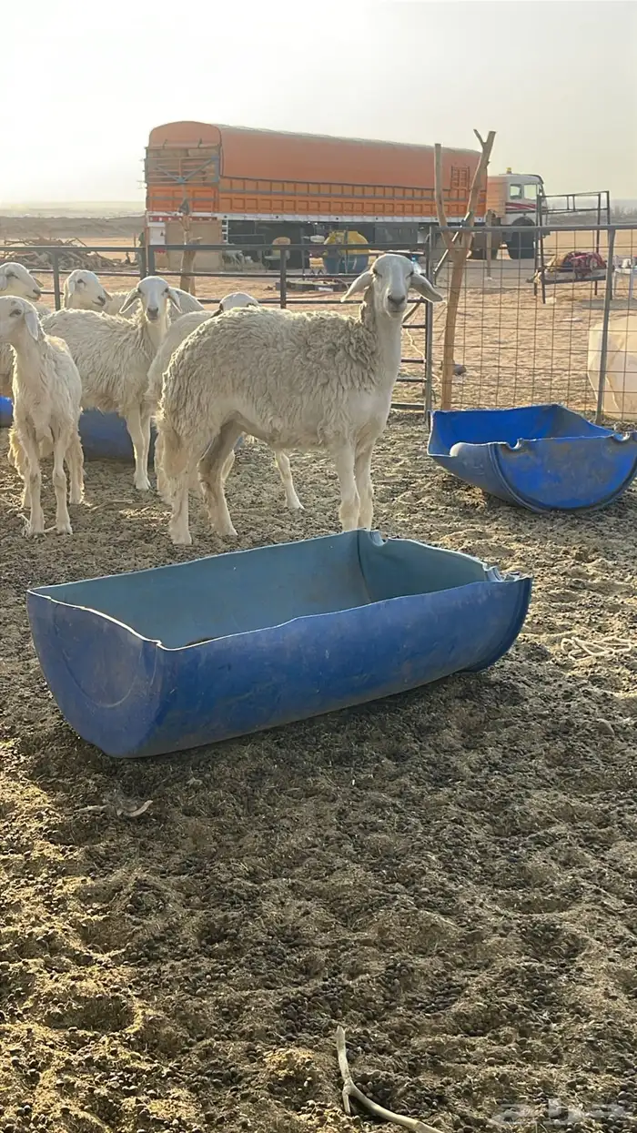 جذعات دفيع حريات صنف غنم بر نظيفه 0