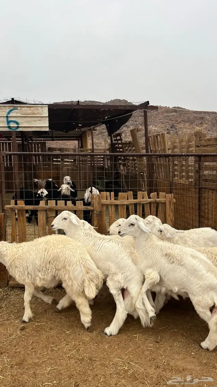 طليان حري جادعان نظاف شرط جبره 9