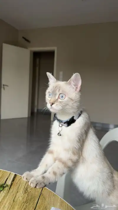 للبيع قطة انثى هملايا index