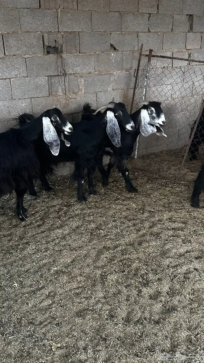 معزاء عوارض ضريع 9