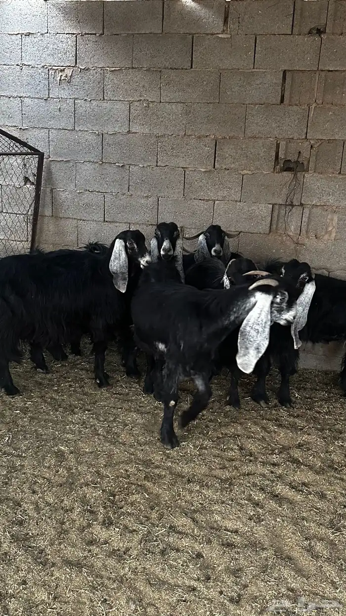 معزاء عوارض ضريع 7