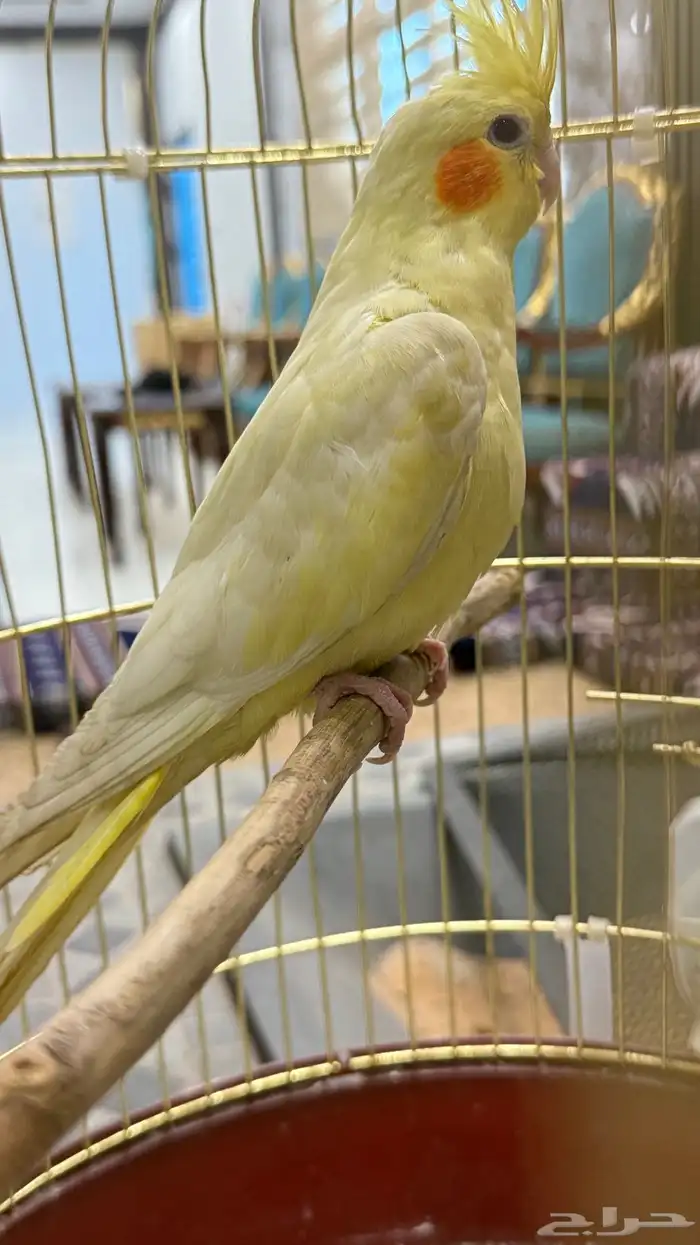 انثى كروان لاتينو عيون حمر اليفه 6