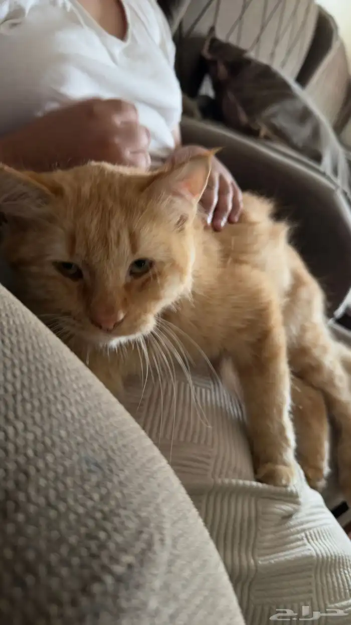 قط برتقالي تابي أليف كيوت جميل يغضب عند إزعاجه فقط ولا يحقد 2