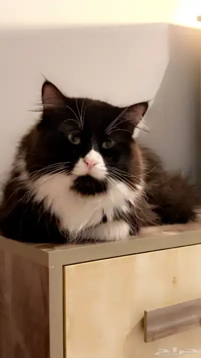 قطط تبني اعمارهم سنه ونص index