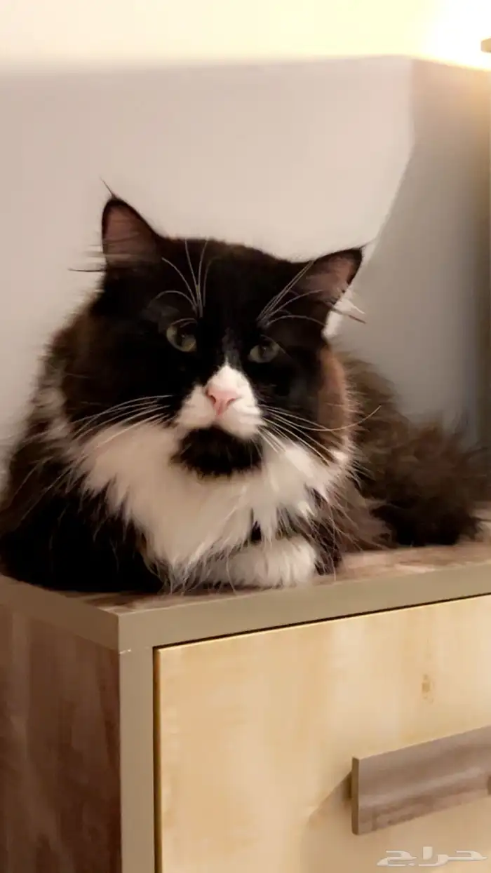 قطط تبني اعمارهم سنه ونص 3