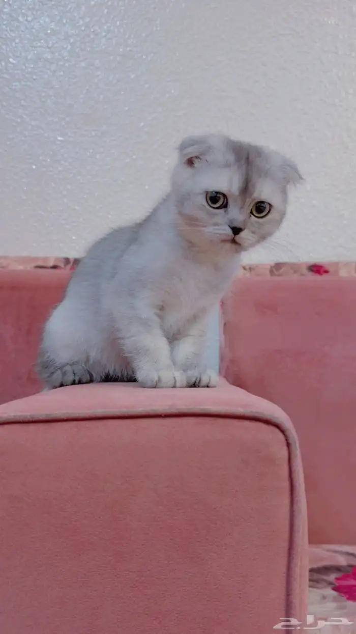 قطه سكوتش للبيع 4