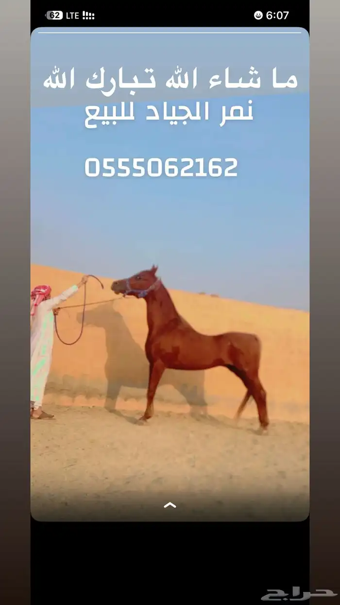 بيع سمح حصان فاخر فحل مربط مصري بيور 10