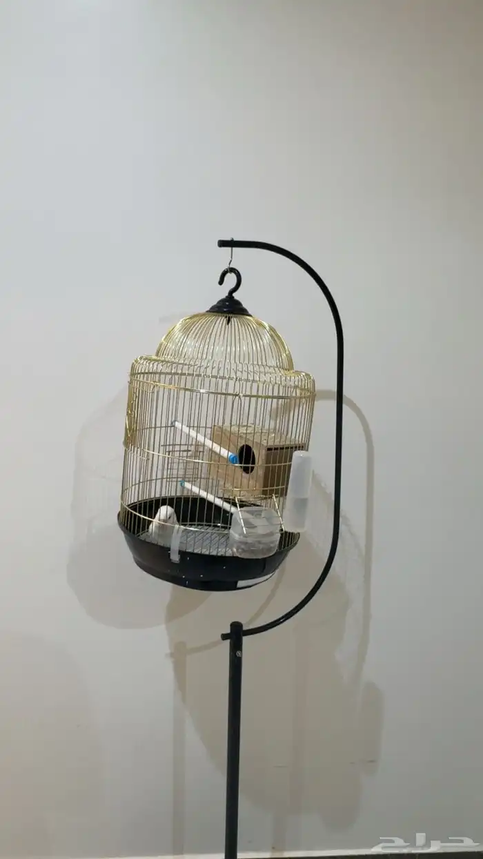 للبيع روز ذكر 2