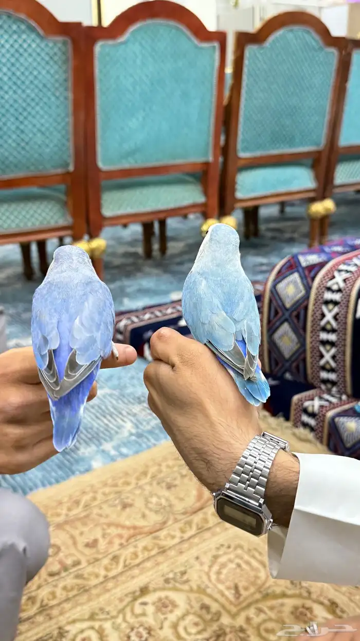 زوج روز منتج والليف 4