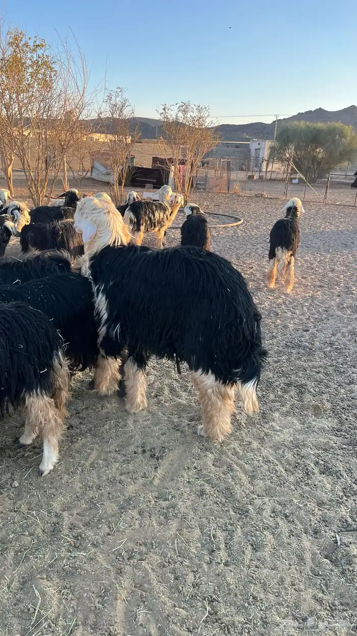 خروف نجدي صنف 6