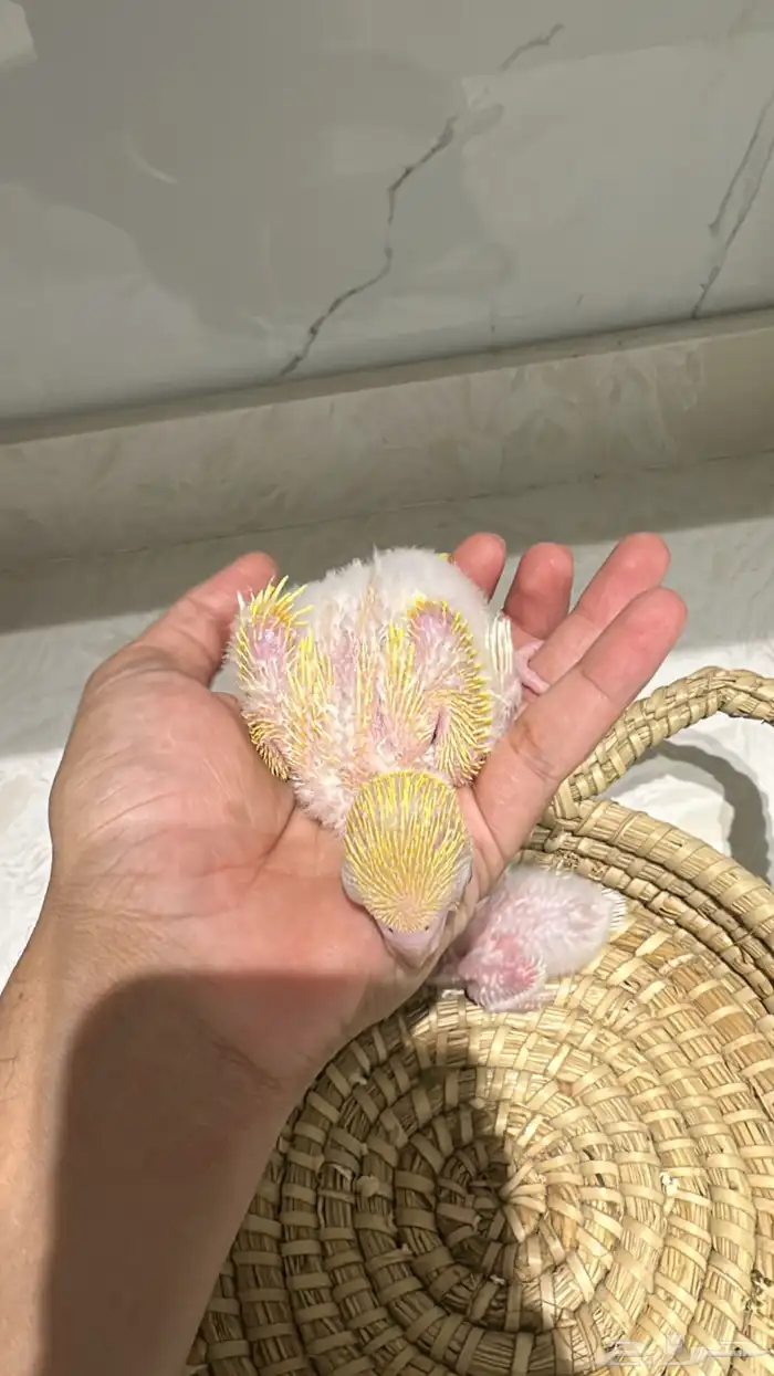 فرخين كويكر ( تم البيع) 4