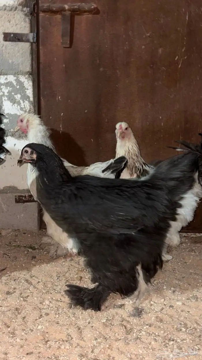 بيض مخصب براهما 4