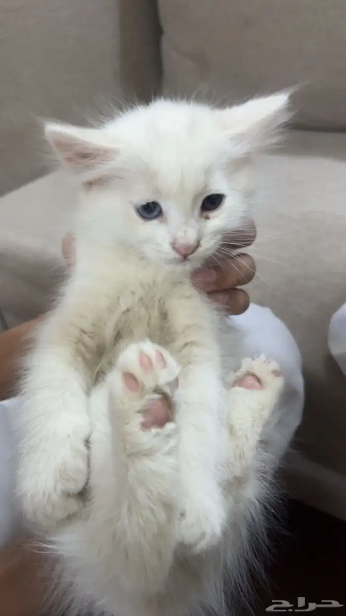 قطط لاتبني 4