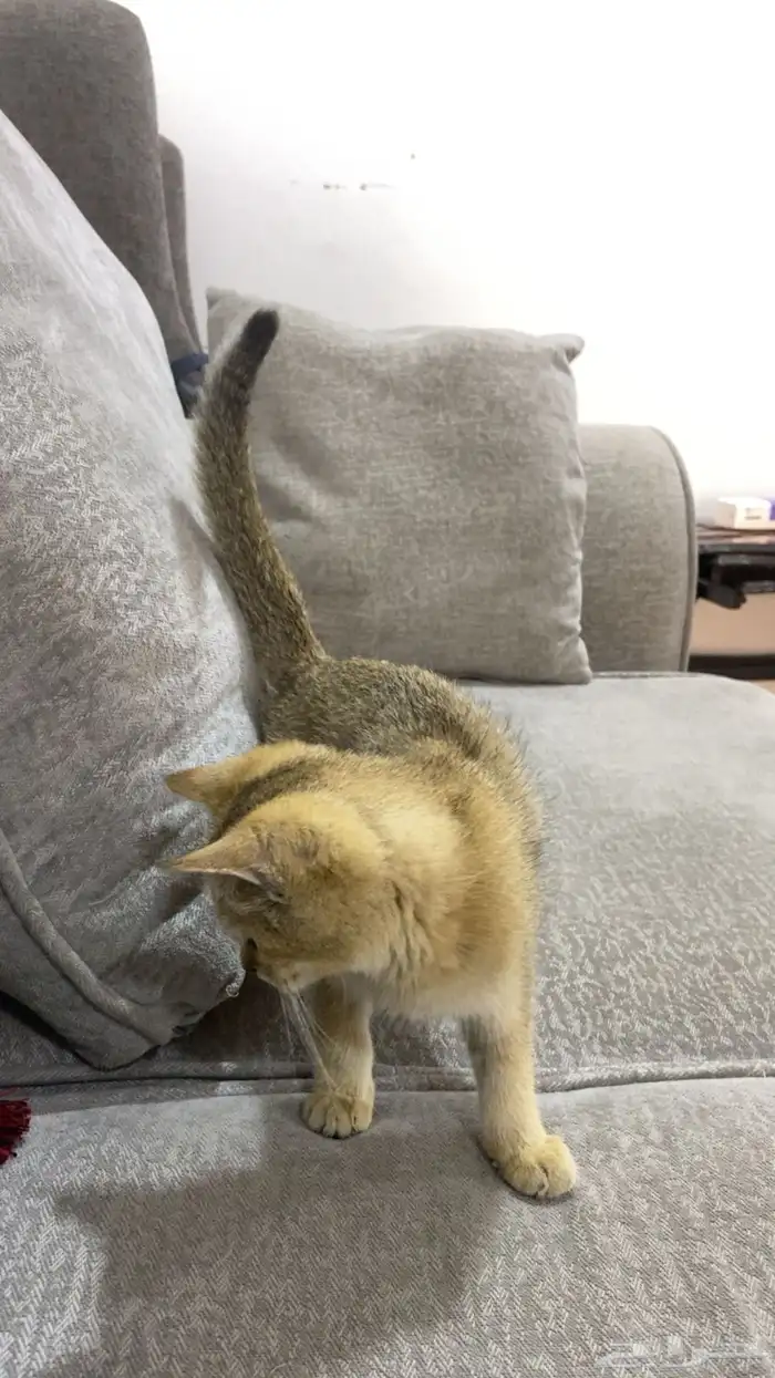 سكوتش قولد 0