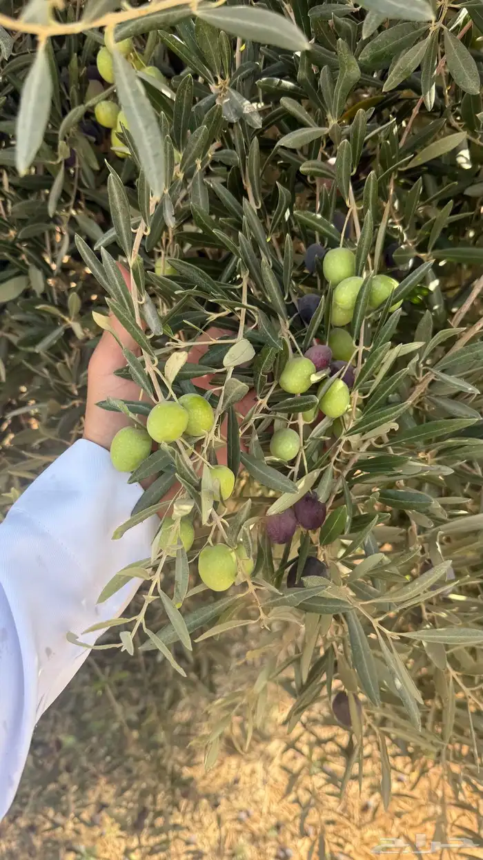 زيت زيتون الجوف مزارع باير.لون  وطعم   وجوده .الكميه محدوده 2