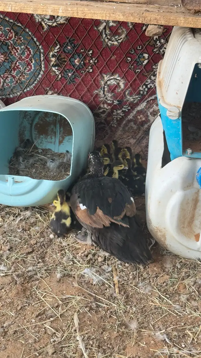 للبيع بط مصري مع فروخه 6