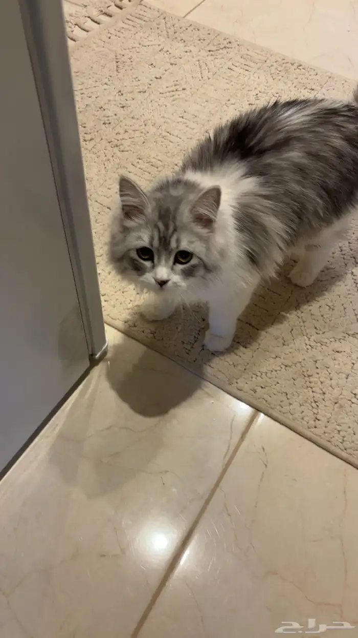 قط ه لتبني 3