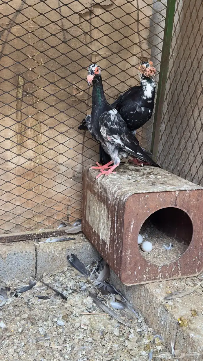 جوز كارير معه فرخ 4