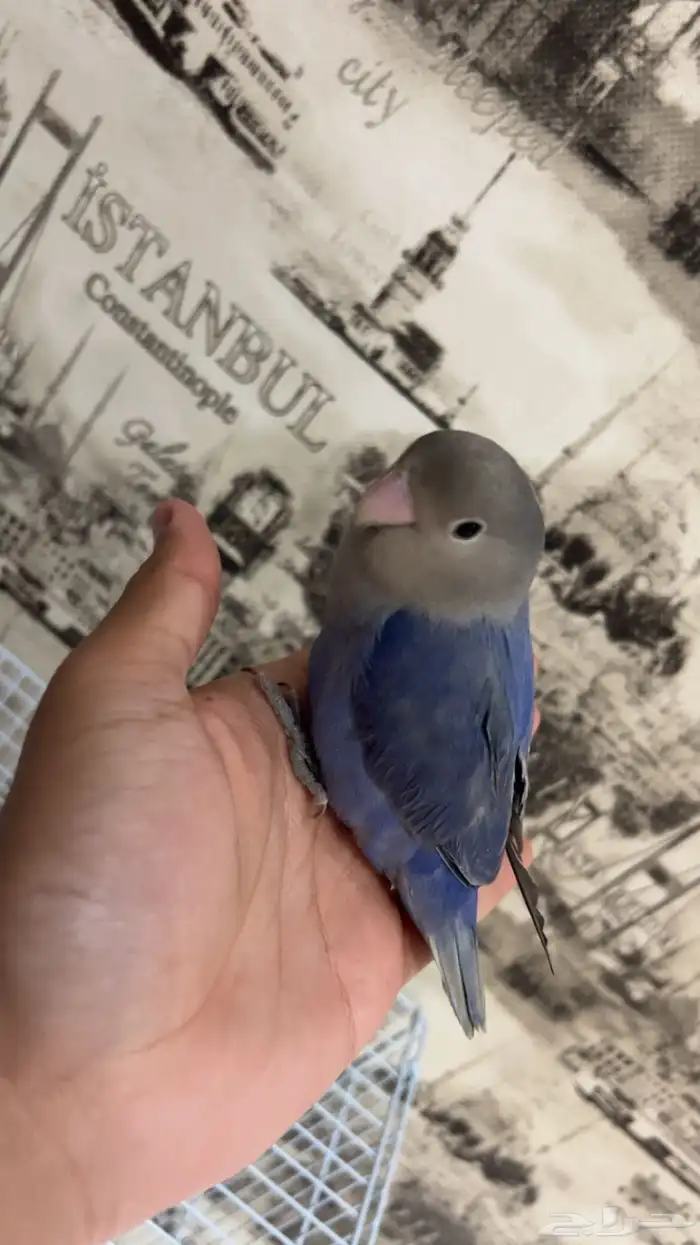 فرخ روز عمر 3 شهور 5