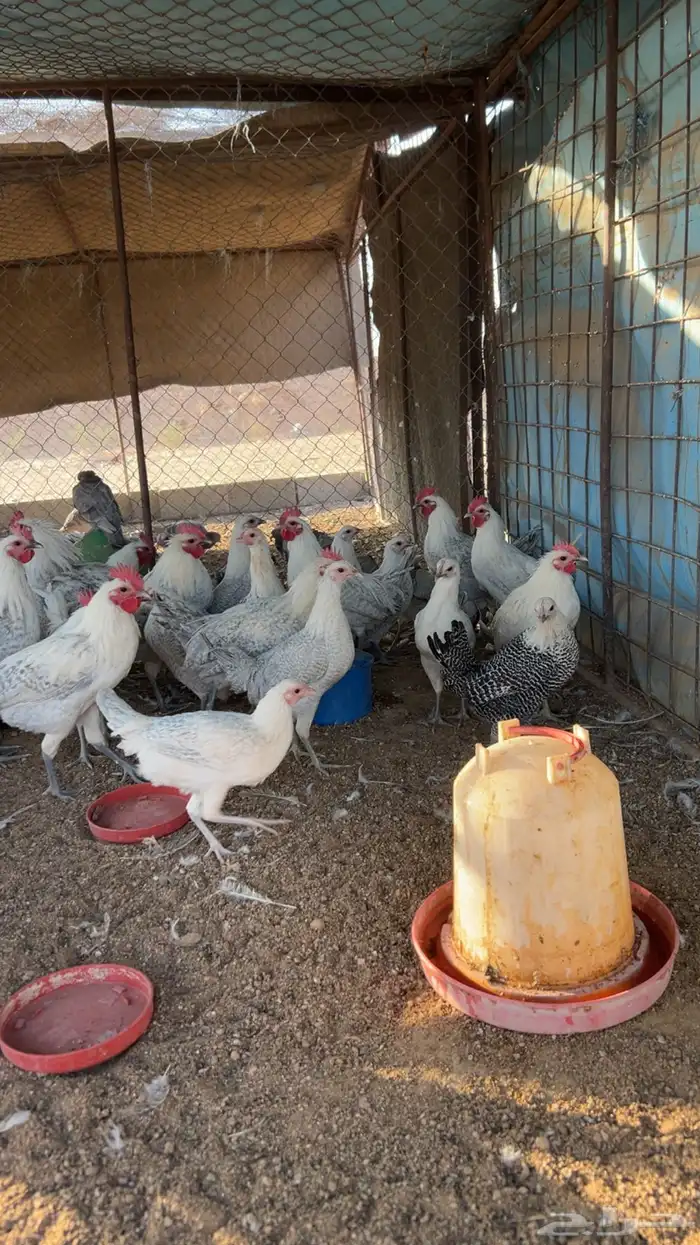 دجاج فيومي 5